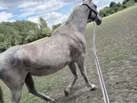 Kobila, Lipizzaner — fotografija 2