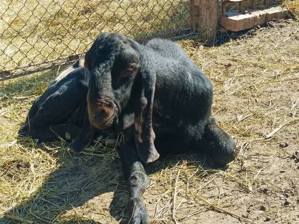 Jarac, Kamori goats