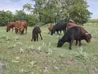 Cow, Dexter — photo 5