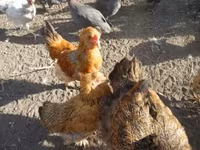 Chickens — zdjęcie 2