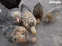 Chickens — फ़ोटो 3