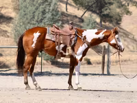 Horse (M), American paint horse — photo 5