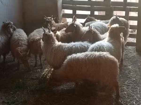 Ovca, Racka sheep