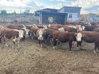 Krowa, Swiss cattle — zdjęcie 8