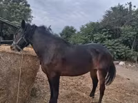Kobyła, Friesian — zdjęcie 2