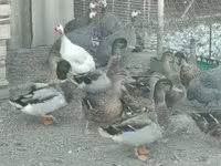 Guinea fowl — Foto 6