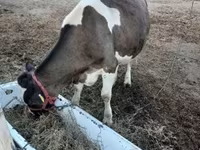 Vaca, Raza Holstein — foto 2