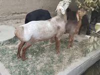 Ovan, Edilbay sheep — fotografija 3