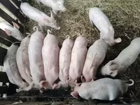 Świnie (partia, płeć nieokreślona) — zdjęcie 1