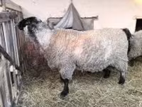 Carnero, White Suffolk sheep — foto 1