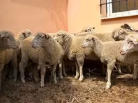 Bélier, Ile-de-France sheep — photo 1