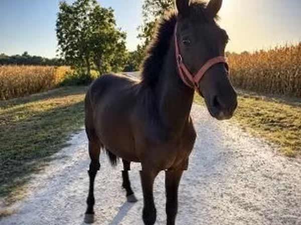 Cavalo, Cavalos — Hungria