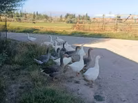 Geese — fotografija 1