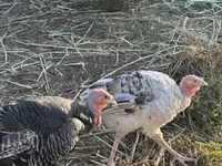 Turkeys — फ़ोटो 1