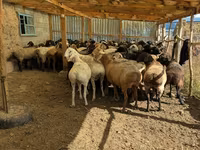 Brebis, Moutons — photo 6