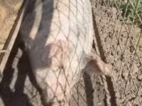 Porcs (lot, sexe non indiqué), Porcs — photo 7