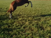 Cheval, Chevaux — photo 1