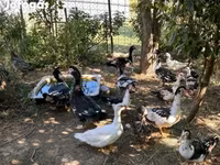 Ducks — Foto 4