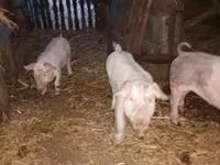 Schweine (Partie, Geschlecht nicht angegeben), Дюрок — Foto 2