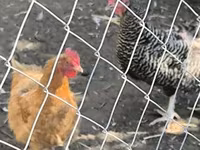 Chickens — fotografija 2