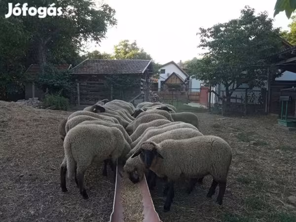 母羊, Tsigai sheep