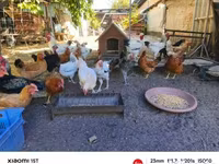 Chickens — फ़ोटो 1