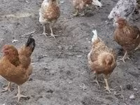 Danish hen — photo 8