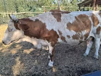 母牛, Limousin cow — 照片 1