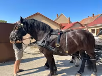 Kobyła, Konie — zdjęcie 2