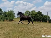 公马, American paint horse — 照片 2