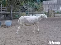 Ovca, Lacaune sheep — fotografija 3