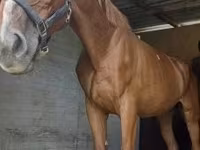 Koń, Hungarian horse breed — zdjęcie 3