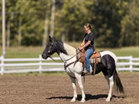 Kobila, Pinto horses — fotografija 2