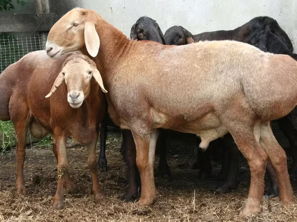 Baran, Edilbay sheep