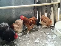 Chickens — Foto 3