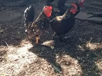 Chickens — fotografija 3