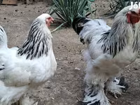 Brahma — foto 4