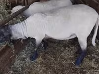 Qoʻchqor, Tsigai sheep — 4-rasm
