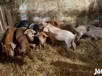 नर सूअर, सूअर — फ़ोटो 3