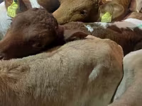 Bik, Simmental cattle — fotografija 6