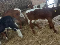Bik, Simmental cattle — fotografija 1