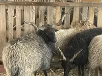 Ovan, Racka sheep — fotografija 5