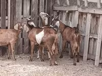 Cabro, Cabras — foto 6