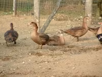 Ducks — foto 6