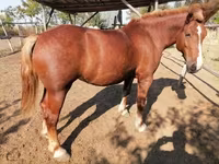 Égua, Hungarian horse breed — foto 3