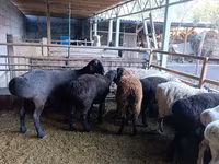 Ovca, Rhon sheep — fotografija 1