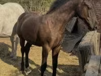 Caballo, Caballos — foto 1
