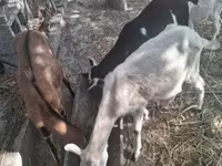 公山羊, Goats — 照片 2