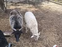 Ram, Merino sheep — photo 6