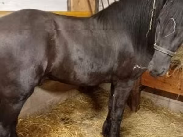 Caballo, Friesian